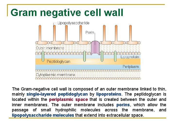 Gram negative cell wall The Gram-negative cell wall is composed of an outer membrane