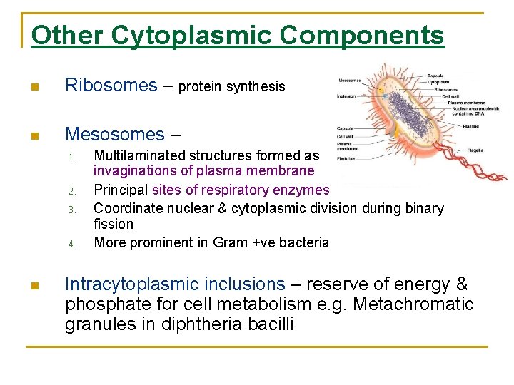 Other Cytoplasmic Components Ribosomes – protein synthesis Mesosomes – 1. 2. 3. 4. Multilaminated