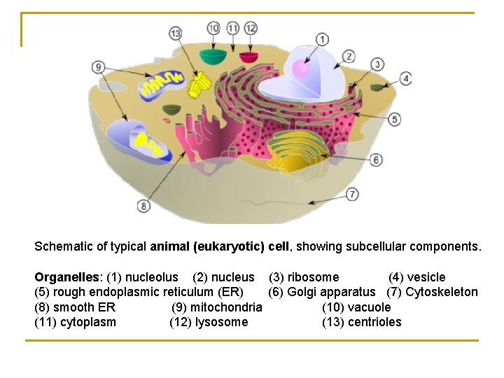 Schematic of typical animal (eukaryotic) cell, showing subcellular components. Organelles: (1) nucleolus (2) nucleus