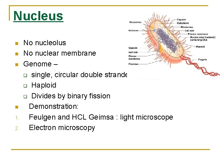 Nucleus 1. 2. No nucleolus No nuclear membrane Genome – q single, circular double