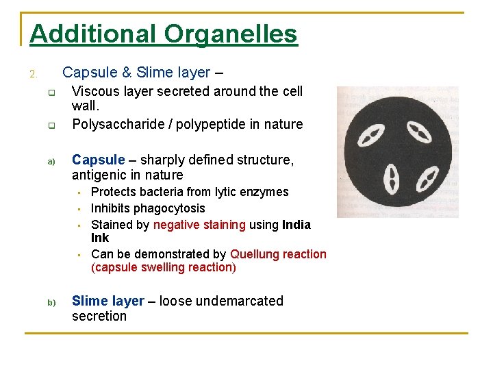 Additional Organelles Capsule & Slime layer – 2. q q a) Viscous layer secreted