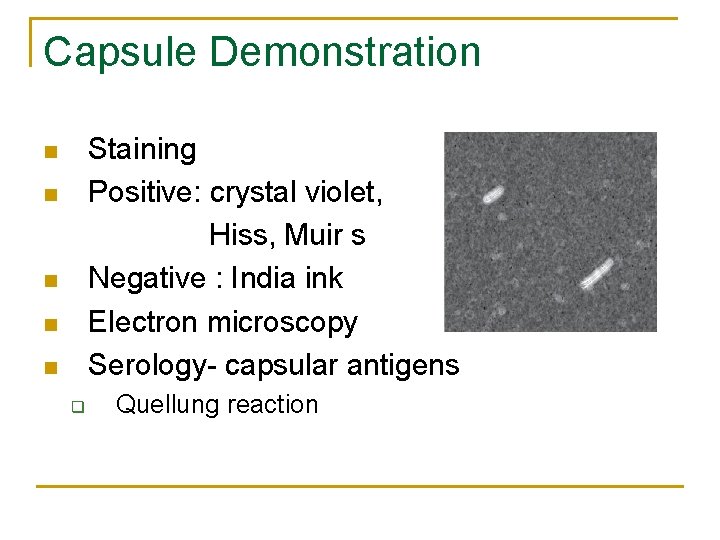 Capsule Demonstration Staining Positive: crystal violet, Hiss, Muir s Negative : India ink Electron