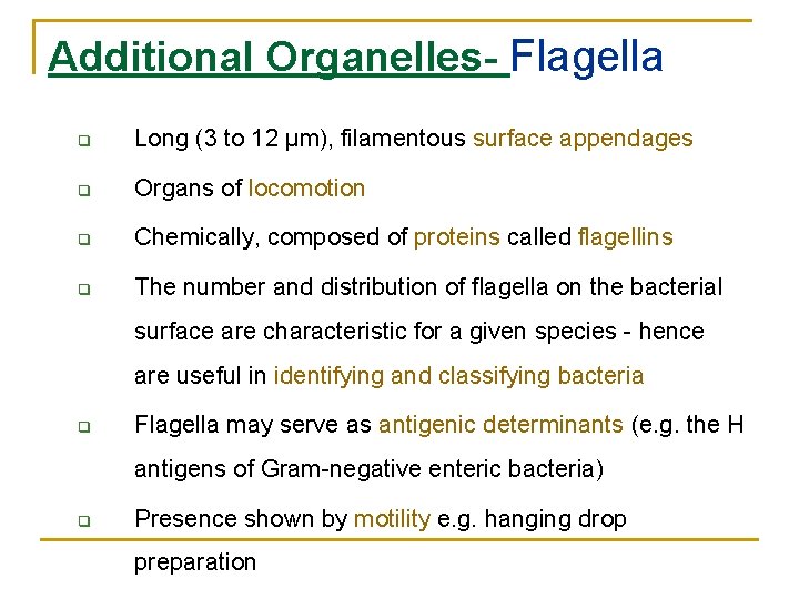 Additional Organelles- Flagella q Long (3 to 12 µm), filamentous surface appendages q Organs