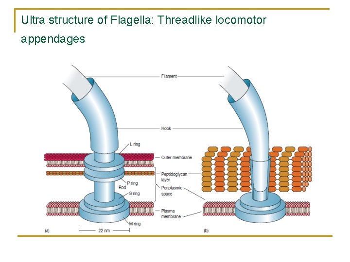 Ultra structure of Flagella: Threadlike locomotor appendages 
