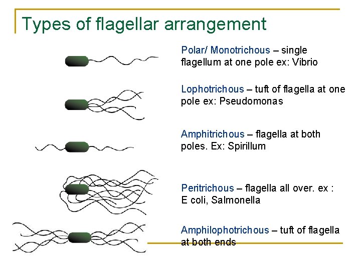 Types of flagellar arrangement Polar/ Monotrichous – single flagellum at one pole ex: Vibrio