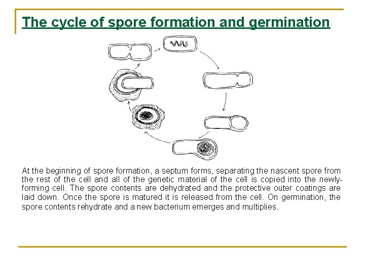 The cycle of spore formation and germination At the beginning of spore formation, a
