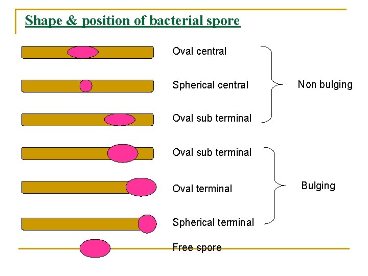 Shape & position of bacterial spore Oval central Spherical central Non bulging Oval sub