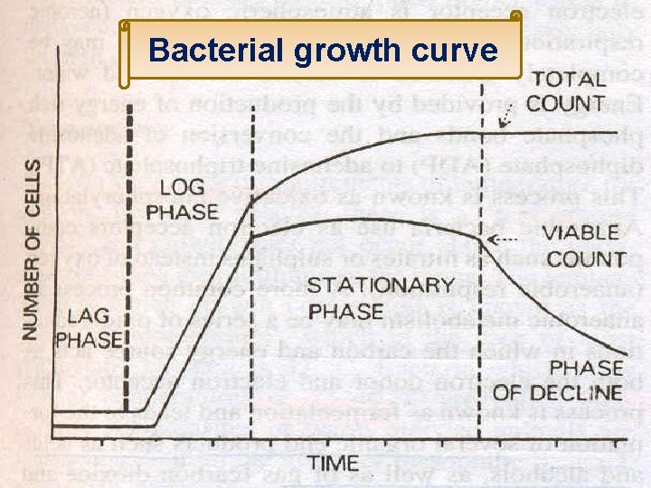 Bacterial growth curve 