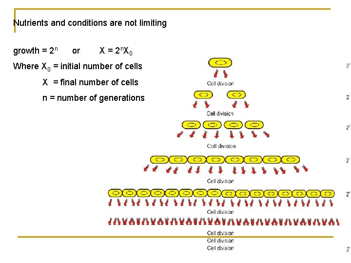 Nutrients and conditions are not limiting growth = 2 n or X = 2