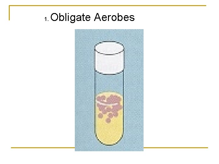 1. Obligate Aerobes 