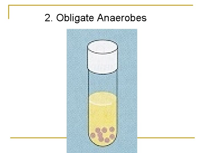 2. Obligate Anaerobes 