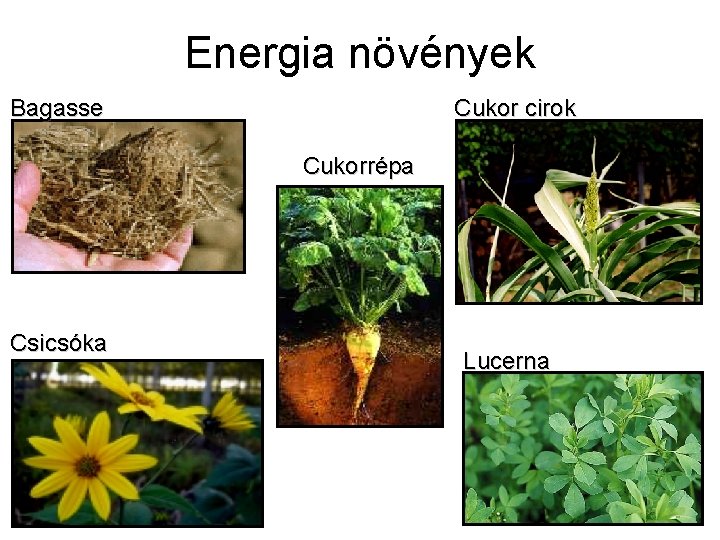 Energia növények Bagasse Cukor cirok Cukorrépa Csicsóka Lucerna 