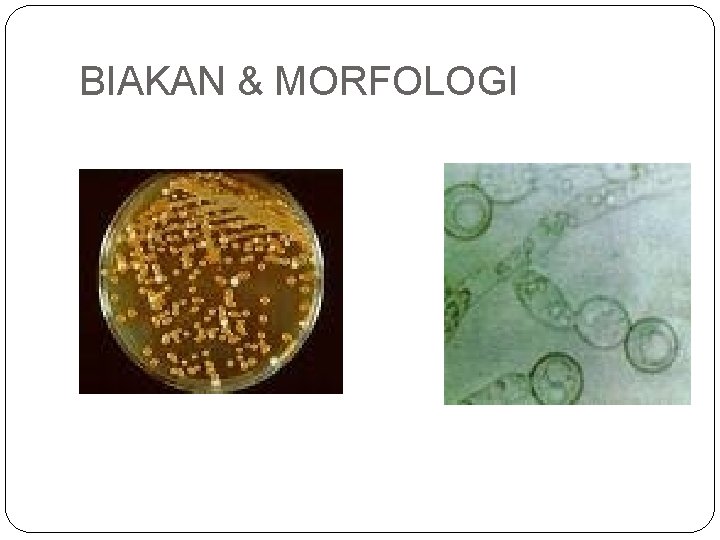 BIAKAN & MORFOLOGI 