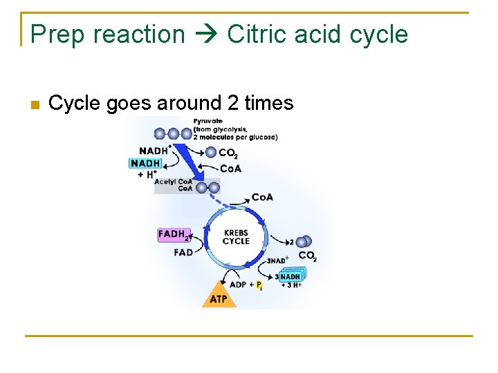 Prep reaction Citric acid cycle n Cycle goes around 2 times 