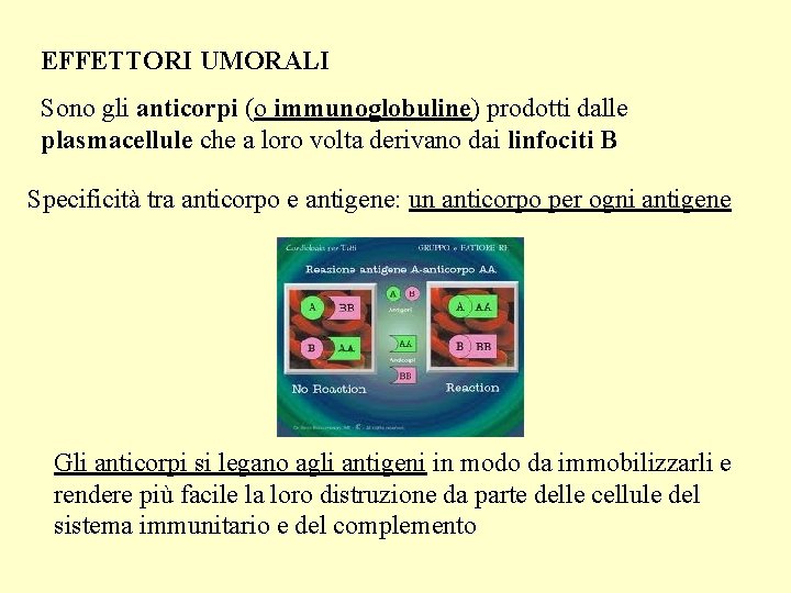 EFFETTORI UMORALI Sono gli anticorpi (o immunoglobuline) prodotti dalle plasmacellule che a loro volta