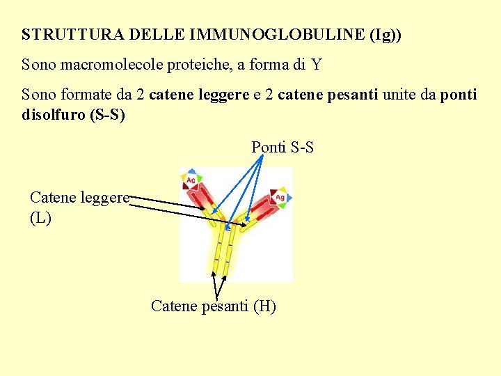 STRUTTURA DELLE IMMUNOGLOBULINE (Ig)) Sono macromolecole proteiche, a forma di Y Sono formate da