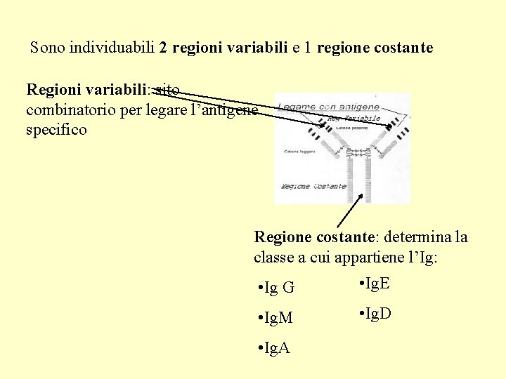Sono individuabili 2 regioni variabili e 1 regione costante Regioni variabili: sito combinatorio per