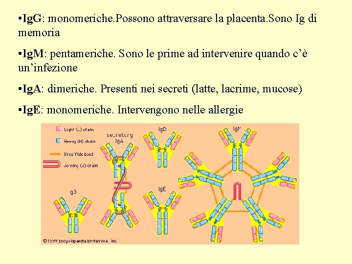 • Ig. G: monomeriche. Possono attraversare la placenta. Sono Ig di memoria •