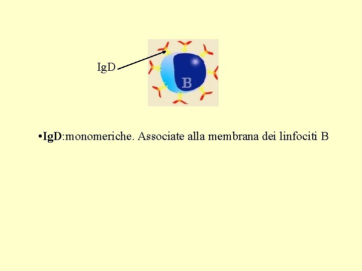 Ig. D • Ig. D: monomeriche. Associate alla membrana dei linfociti B 