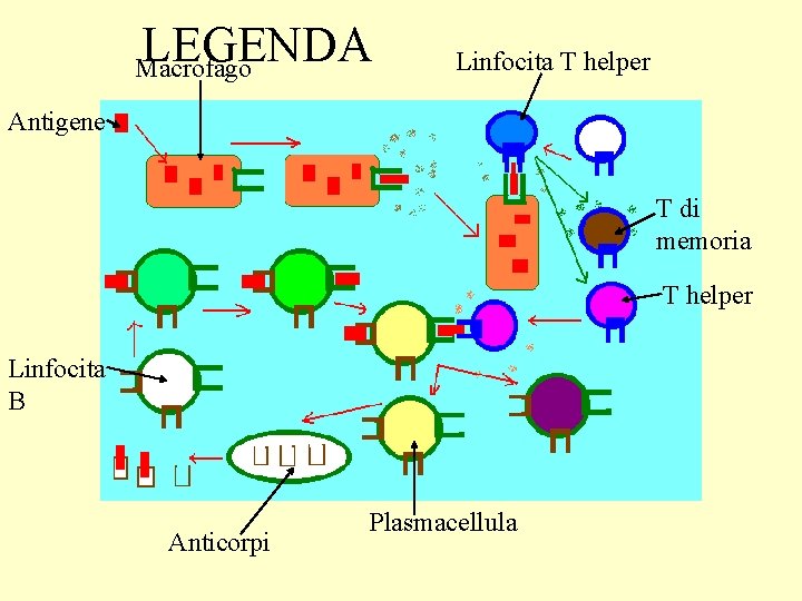 LEGENDA Macrofago Linfocita T helper Antigene T di memoria T helper Linfocita B Anticorpi