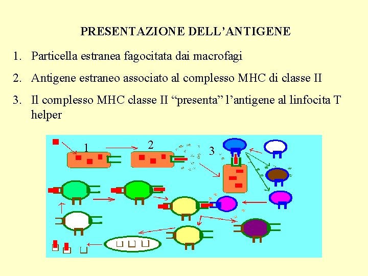 PRESENTAZIONE DELL’ANTIGENE 1. Particella estranea fagocitata dai macrofagi 2. Antigene estraneo associato al complesso