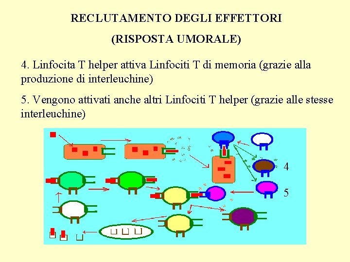 RECLUTAMENTO DEGLI EFFETTORI (RISPOSTA UMORALE) 4. Linfocita T helper attiva Linfociti T di memoria