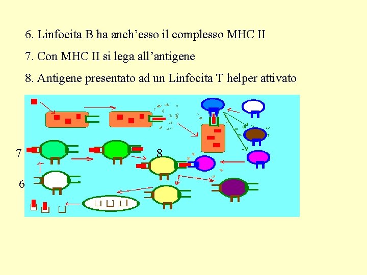 6. Linfocita B ha anch’esso il complesso MHC II 7. Con MHC II si