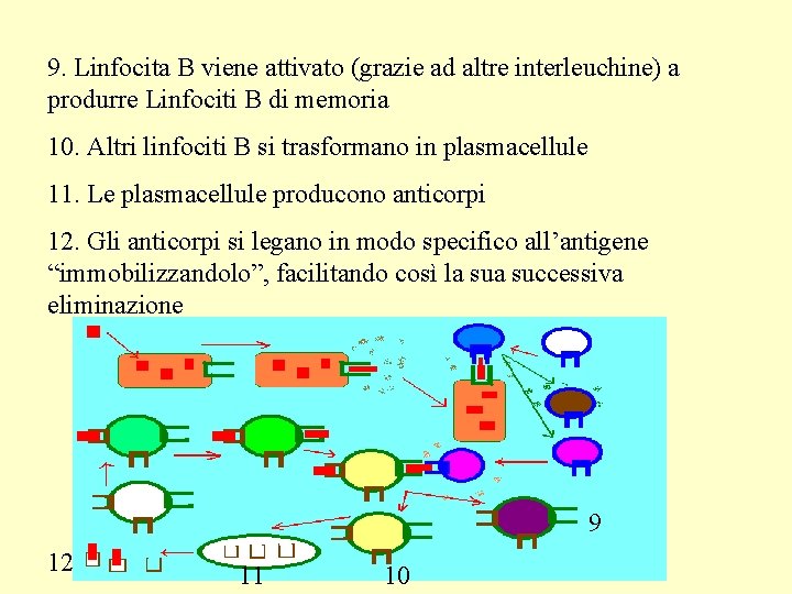 9. Linfocita B viene attivato (grazie ad altre interleuchine) a produrre Linfociti B di