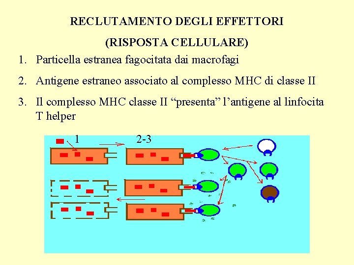 RECLUTAMENTO DEGLI EFFETTORI (RISPOSTA CELLULARE) 1. Particella estranea fagocitata dai macrofagi 2. Antigene estraneo
