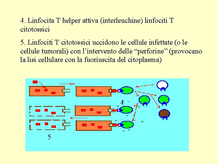 4. Linfocita T helper attiva (interleuchine) linfociti T citotossici 5. Linfociti T citotossici uccidono