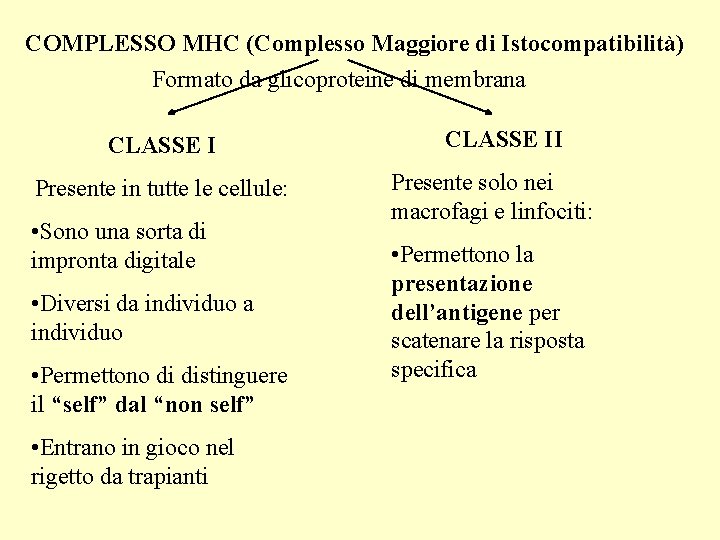COMPLESSO MHC (Complesso Maggiore di Istocompatibilità) Formato da glicoproteine di membrana CLASSE I Presente