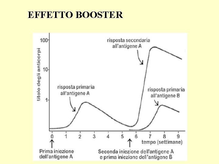 EFFETTO BOOSTER 