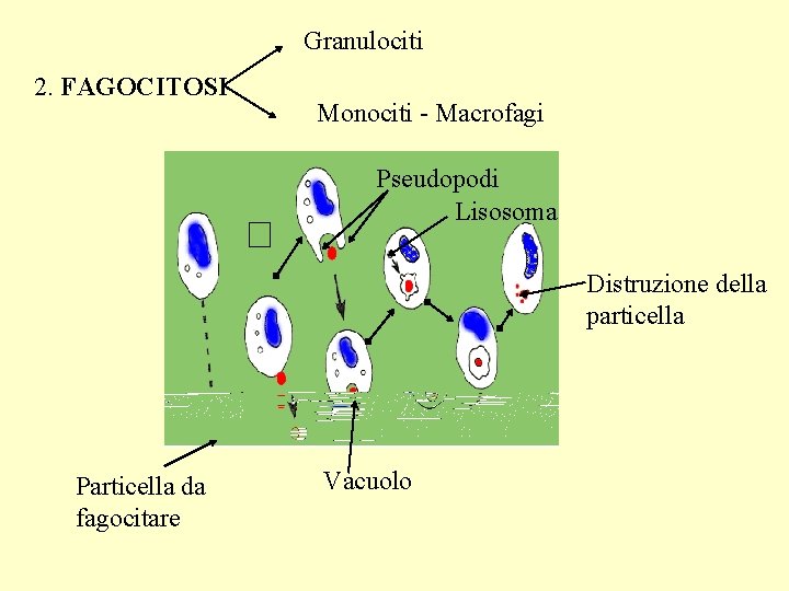 Granulociti 2. FAGOCITOSI Monociti - Macrofagi Pseudopodi Lisosoma Distruzione della particella Particella da fagocitare