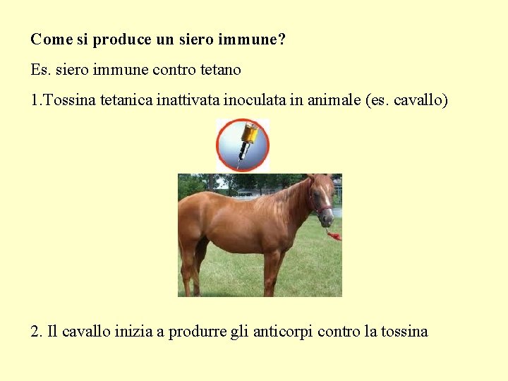 Come si produce un siero immune? Es. siero immune contro tetano 1. Tossina tetanica