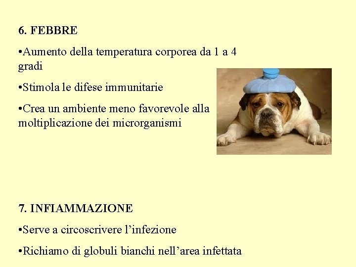 6. FEBBRE • Aumento della temperatura corporea da 1 a 4 gradi • Stimola