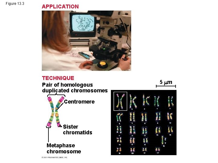 Figure 13. 3 APPLICATION TECHNIQUE Pair of homologous duplicated chromosomes Centromere Sister chromatids Metaphase