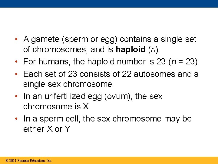  • A gamete (sperm or egg) contains a single set of chromosomes, and