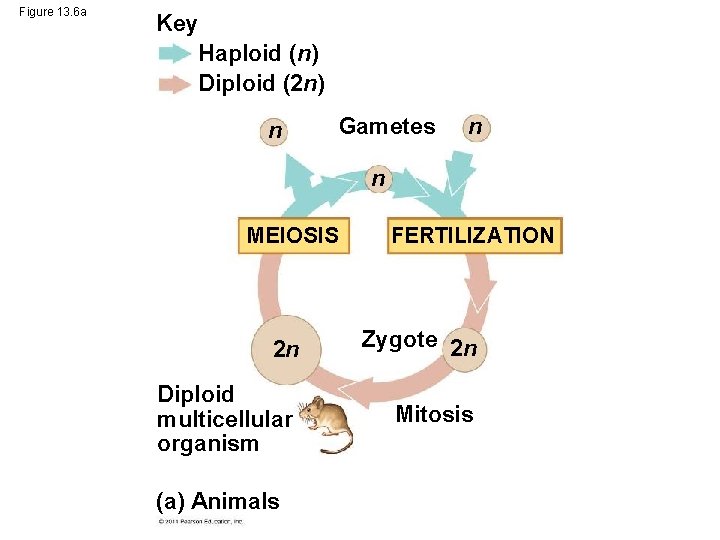 Figure 13. 6 a Key Haploid (n) Diploid (2 n) n Gametes n n