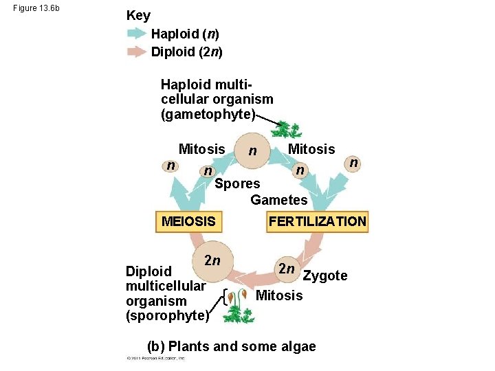 Figure 13. 6 b Key Haploid (n) Diploid (2 n) Haploid multicellular organism (gametophyte)