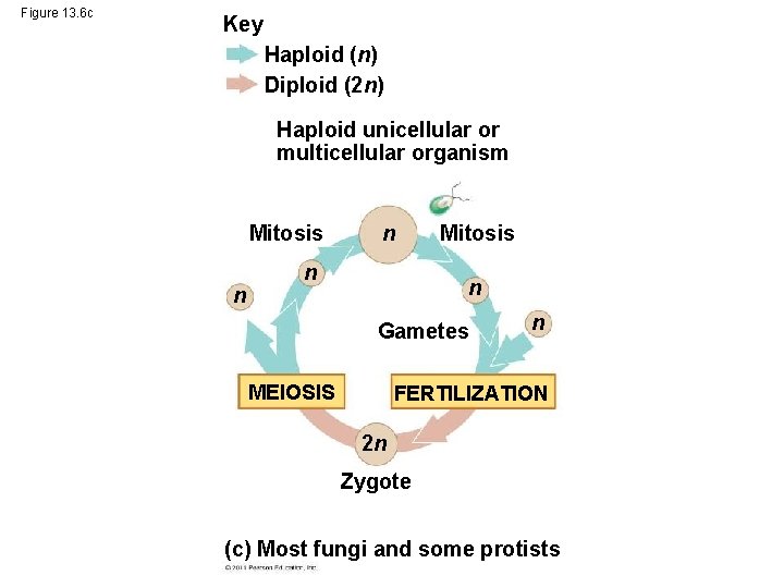 Figure 13. 6 c Key Haploid (n) Diploid (2 n) Haploid unicellular or multicellular