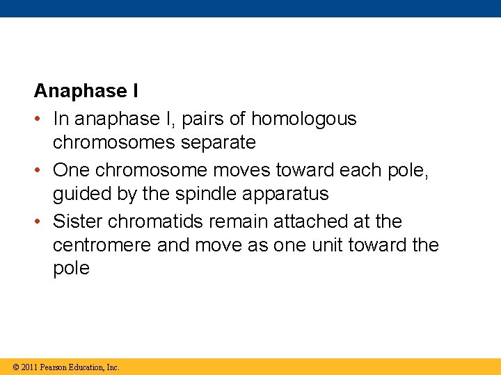 Anaphase I • In anaphase I, pairs of homologous chromosomes separate • One chromosome