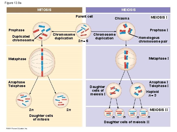 Figure 13. 9 a MEIOSIS MITOSIS Parent cell MEIOSIS I Chiasma Prophase I Duplicated