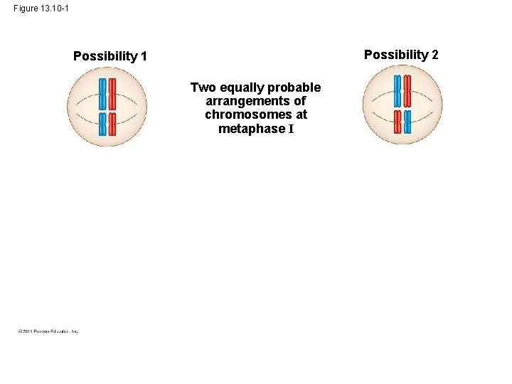 Figure 13. 10 -1 Possibility 2 Possibility 1 Two equally probable arrangements of chromosomes