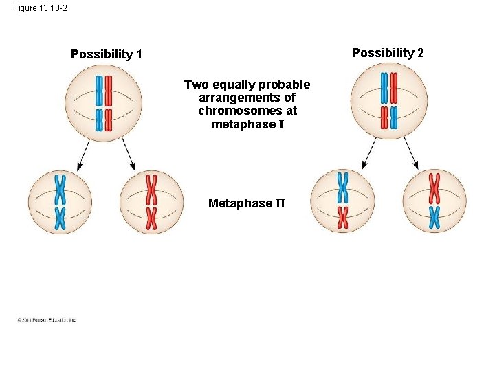 Figure 13. 10 -2 Possibility 1 Two equally probable arrangements of chromosomes at metaphase