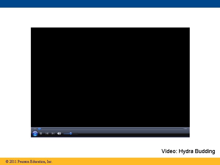 Video: Hydra Budding © 2011 Pearson Education, Inc. 