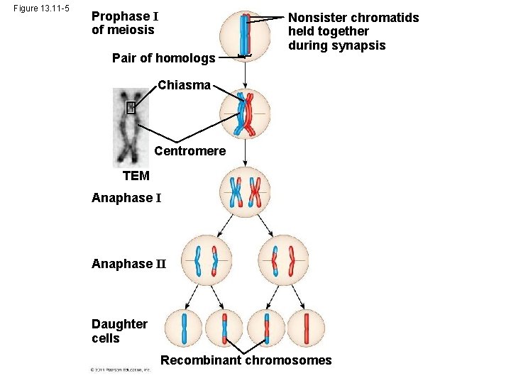 Figure 13. 11 -5 Prophase I of meiosis Pair of homologs Nonsister chromatids held