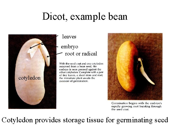 Dicot, example bean leaves embryo root or radical cotyledon Cotyledon provides storage tissue for