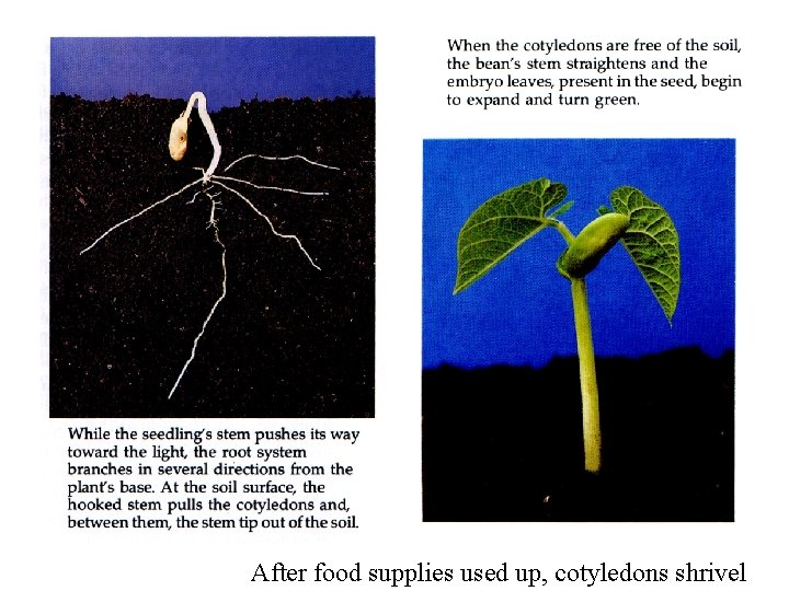 After food supplies used up, cotyledons shrivel 