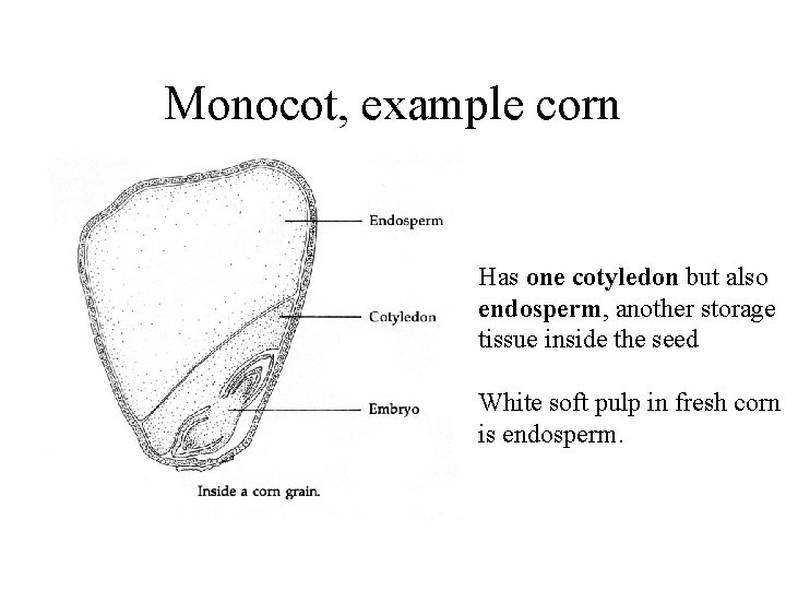 Monocot, example corn Has one cotyledon but also endosperm, another storage tissue inside the