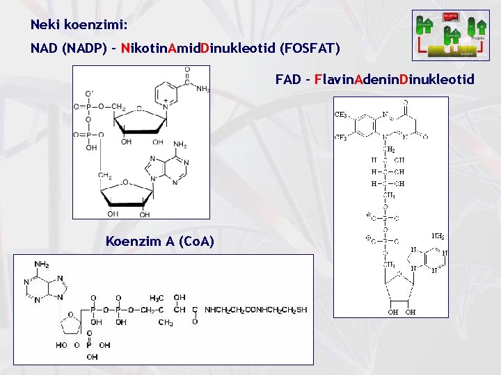 Neki koenzimi: NAD (NADP) – Nikotin. Amid. Dinukleotid (FOSFAT) FAD – Flavin. Adenin. Dinukleotid